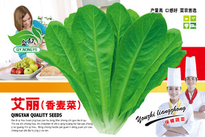 艾丽香麦菜