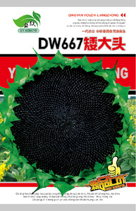 DW667 矮大头