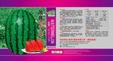 改良西农八号文