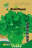 迎奥大叶香菜