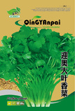 大油叶香菜-2