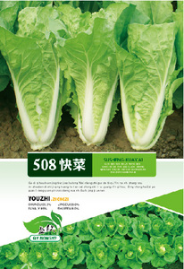 508快菜