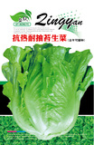 抗热耐抽苔生菜